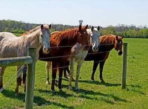 Horses standing along fenceline