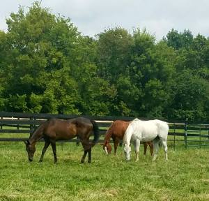 Horses in pasture