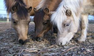 Ponies - Facebook Main