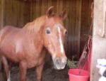barn horse