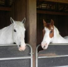 Two horses thumbnail